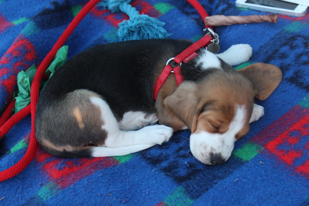 Beagle